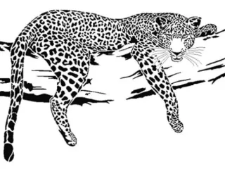 Leopard Display 01