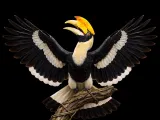 Detailed Hornbill-0