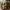 Guardião do Bosque Verdejante – Noah0x03