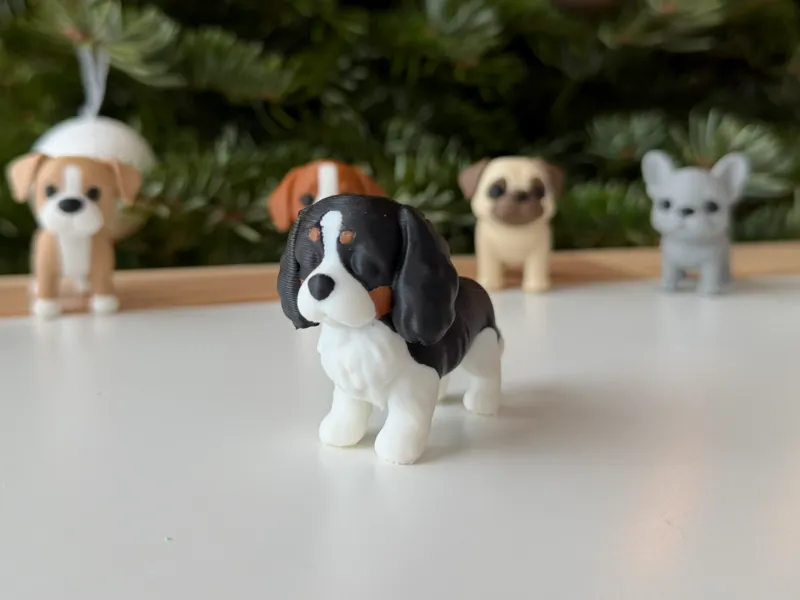 Cavalier King Charles Spaniel