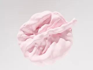 胎盤 Placenta