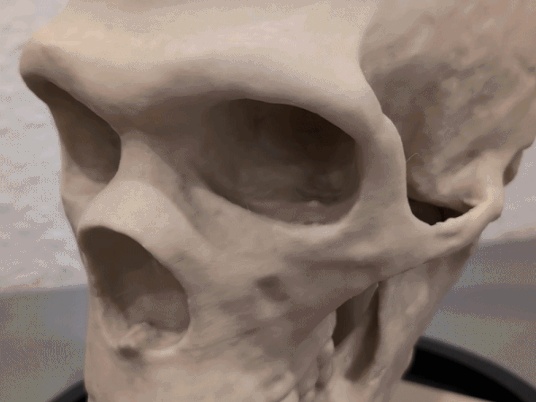 Homo neanderthalensis Skull - Educational Model & Stand 🦴💀