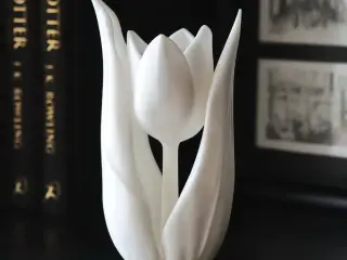 Tulip