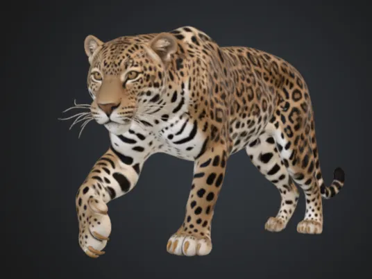 Onça Jaguar
