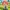 Pokémon NS2 jogo Pokopia peça semi-dividida em quatro cores