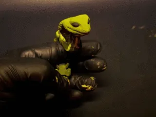 Cobra Slime Flexi