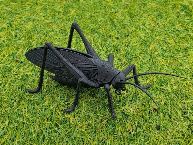 カタキリギス - リアルで精巧な昆虫