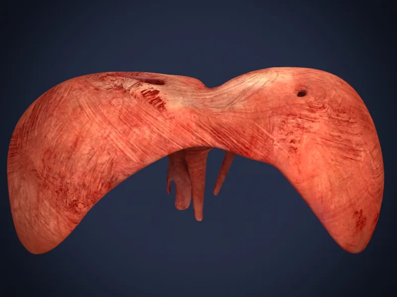 Realistic Human Diaphragm Anatomy 3D Printable Model