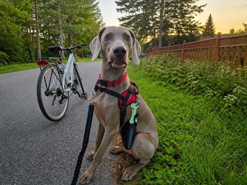Hold My Crap Dog Poop Bag Holder 