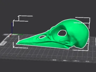 Bird skull