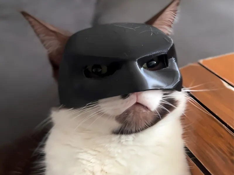 CATMAN Batman