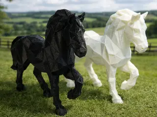 CF Horse