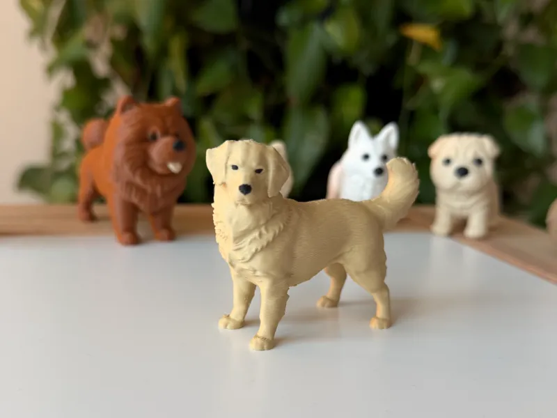 Golden Retriever