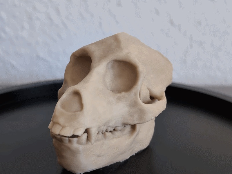 Aegyptopithecus zeuxis Skull - Educational Model 🦴💀