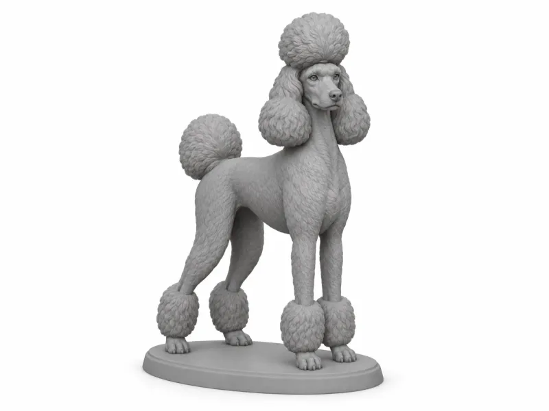 Standard Poodle
