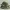Low Poly Fishing Cat