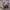Banded ground cuckoo