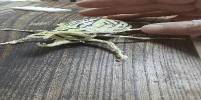 Жук-носорог real beetle v2