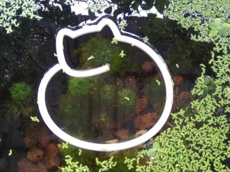 Floating feed fish