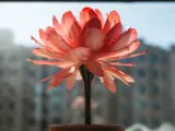 Fiore eterno-0