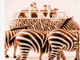 VW and zebras - Magic Relief Test-0