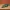 Realistic Crocodile Wildlife Figurine