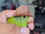Sombrero para ave-0