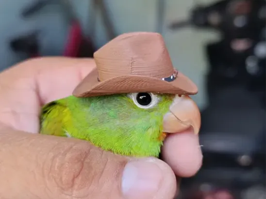 Sombrero para ave