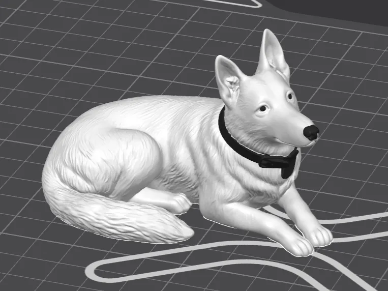 Swiss Shepard Laying