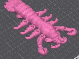 Mantis Shrimp