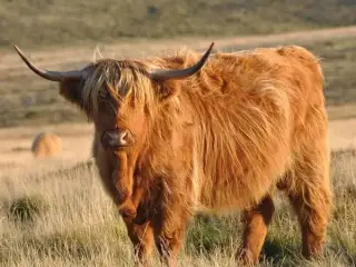 Schotse hooglander - magneet