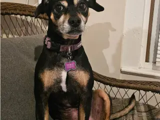 Manchester Terrier Dog Harley
