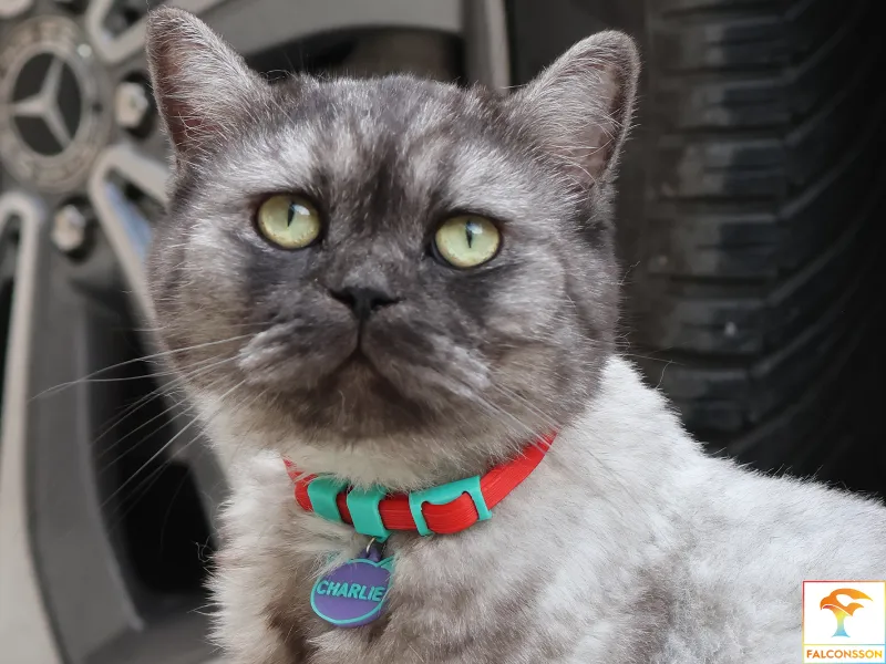Customizable Cat Collar