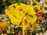 Bee drinekr-0