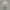 Green ranger
