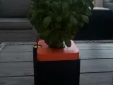 Hydroponic planter (kratky method)-0