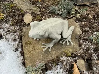 Realistic sitting frog