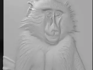 baboon