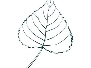 Aspen leaf clay form