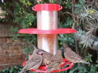 Bird Feeder