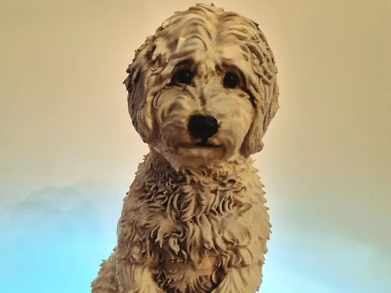 fashionable doggy