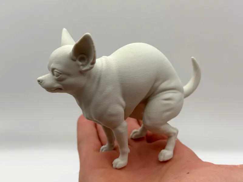 Pooping Chihuahua
