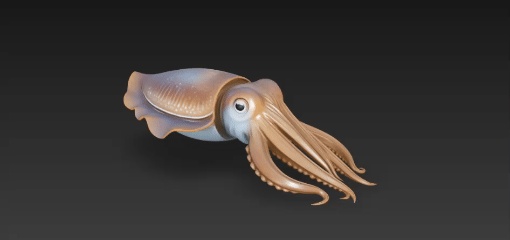 cuttlefish-0
