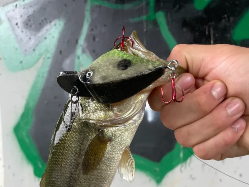 fat belly lure v2