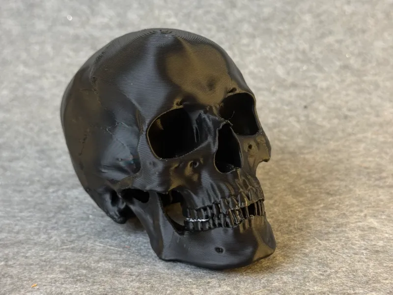 detailed Human skull