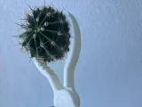 cactus shears-0