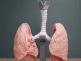 🫁 Human Lung Anatomy – Modular Educational Model-0