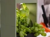 Plant Kitchen Vase-0