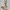 Wild Opossum Character Standing Figure 0,18,Baum,lat Wabe15%