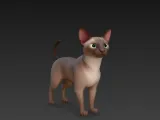 Siamese kitten-0